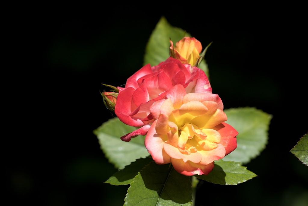 rozen roos rosa hdr natuur bloem bloemen cultivars cultivar rosaceae tuin rozentuin valentijn liefde